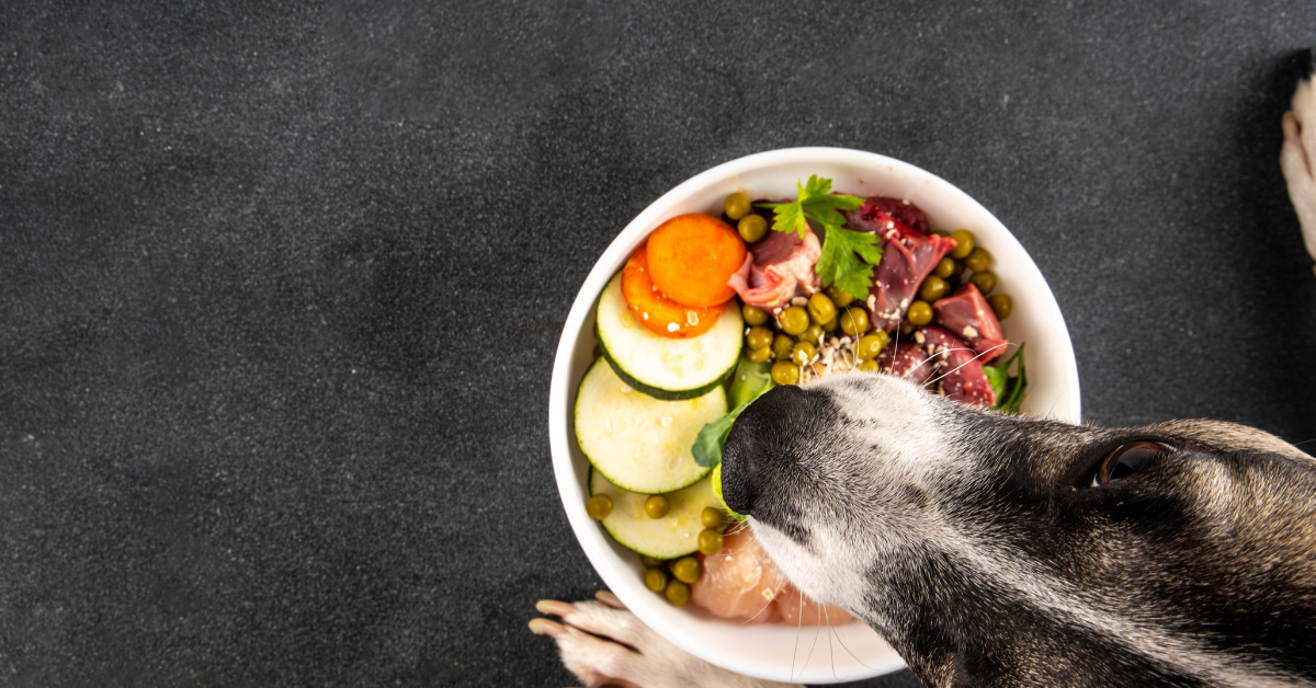 Catering dla psa Wrocław – świeże jedzenie prosto do miski Twojego pupila