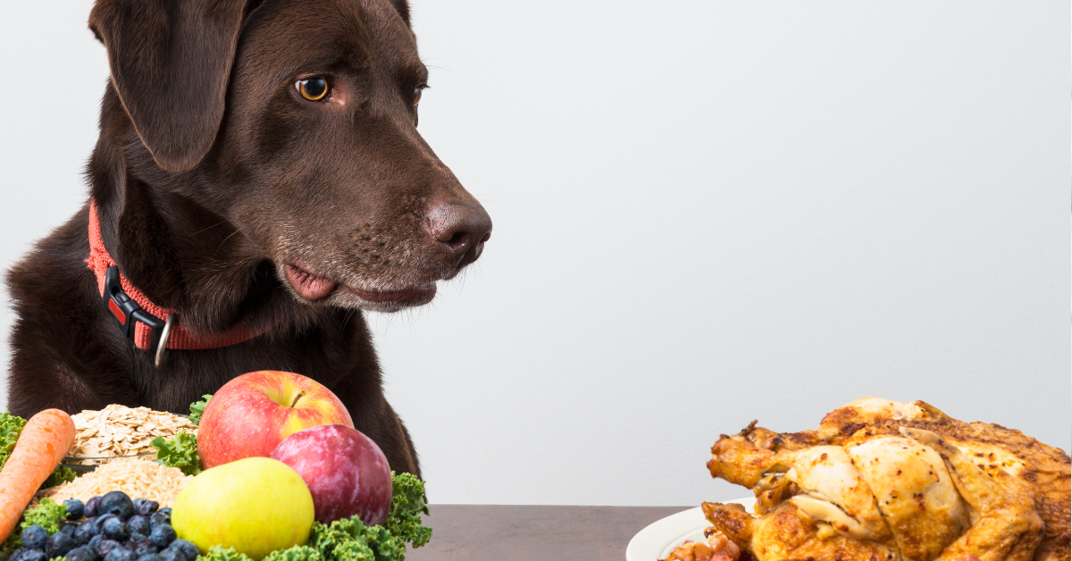 Dieta eliminacyjna w praktyce - jak wykryć alergen, nie głodząc psa?