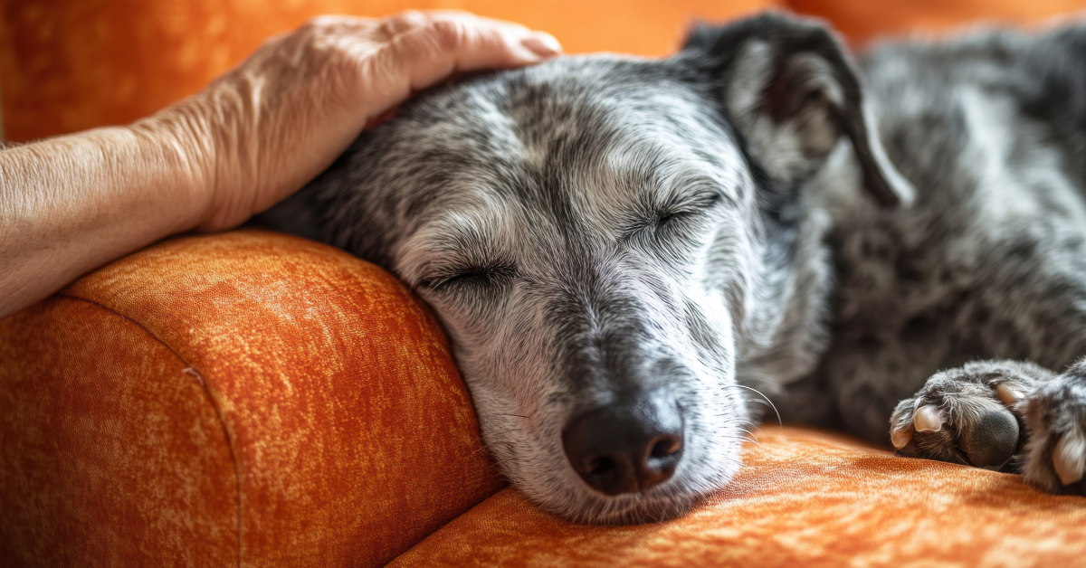 Żywienie psa seniora - dlaczego wilgotna dieta ratuje nerki starszych psów?