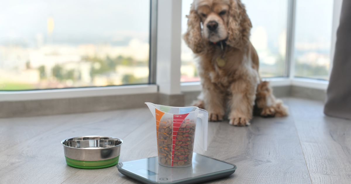 Odchudzanie psa: "Na oko" vs Precyzyjna kaloryczność - dlaczego Twój pies nie chudnie?