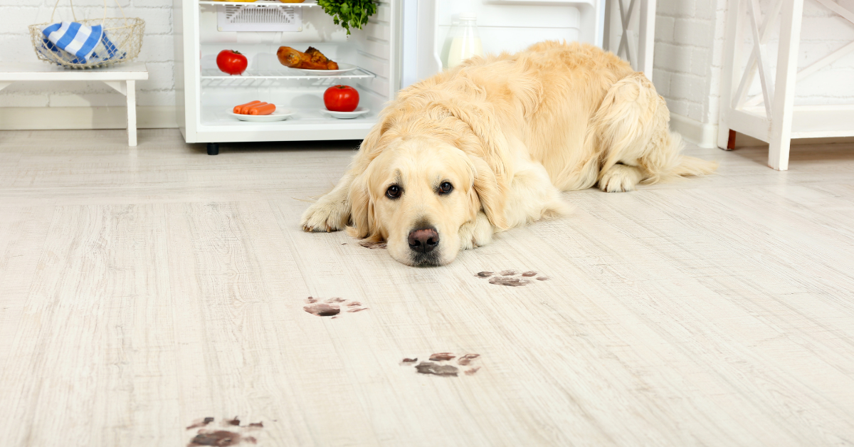 Czy potrzebuję wielkiej zamrażarki? Logistyka karmienia psa świeżą dietą w małym mieszkaniu